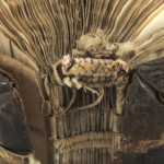 <a href='http://www.ra.ee/pargamendid/index.php/et/parchment/view?id=17463&_xr=eNoti0kOQFAQRO%252FSB%252Fi0L0hZ2Vu6QIc2JOZhJe7Ox%252Bq9ekkJGGcHPxWEn2zgCDTLWraDjru3qVN6egxatS6nSt1iCyryzATWN2wysW8ELT%252FZMQH1MjaHNO8nAOlO6XXdRVgiuA%253D%253D'>Ürik TLA.230.1.Aa3</a></br>
Volt, plisseevolt
Volt on materjali lineaarne moonutus. Üriku ja köite vormistamisel oli volt või kaksikvolt( pliseevolt) vajalik töövõte.
Pildil on dokumenteeritud sisuploki köiteseljal olevad kaksikvoldid e pliseevoldid.