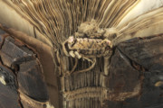 <a href='http://www.ra.ee/pargamendid/index.php/et/parchment/view?id=17463&_xr=eNoti0kOQFAQRO%252FSB%252Fi0L0hZ2Vu6QIc2JOZhJe7Ox%252Bq9ekkJGGcHPxWEn2zgCDTLWraDjru3qVN6egxatS6nSt1iCyryzATWN2wysW8ELT%252FZMQH1MjaHNO8nAOlO6XXdRVgiuA%253D%253D'>Ürik TLA.230.1.Aa3</a></br>
Volt, plisseevolt
Volt on materjali lineaarne moonutus. Üriku ja köite vormistamisel oli volt või kaksikvolt( pliseevolt) vajalik töövõte.
Pildil on dokumenteeritud sisuploki köiteseljal olevad kaksikvoldid e pliseevoldid.