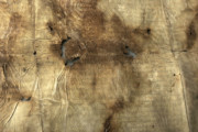 <a href='http://www.ra.ee/pargamendid/index.php/et/parchment/view?id=15136&_xr=eNoti0kOQFAQRO%252FSB%252Fi04FNWFg7SoQ2JeViJu%252FOxeq9eUgLG2cHPBOEnGzgGzbKW7aDj7m3qlJ5uQavW5VSpW8ygIs9NGlnDxr4JtPxkxwTUy9gc0ryPAKQ7Zdd1A%252FrvIg4%253D' target='_blank'>Ürik EAA.957.1</a>, 1553. a. </ br>
Kokkutõmbumine.
Õhukese pärgamendi mahuline kahanemine pärgamendi degradeerumise tulemusena.
Pärgamendi mahulise kahanemise ja kokkutõmbumise tulemusena on tekkinud materjali sisekaod.