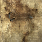 <a href='http://www.ra.ee/pargamendid/index.php/et/parchment/view?id=15136&_xr=eNoti0kOQFAQRO%252FSB%252Fi04FNWFg7SoQ2JeViJu%252FOxeq9eUgLG2cHPBOEnGzgGzbKW7aDj7m3qlJ5uQavW5VSpW8ygIs9NGlnDxr4JtPxkxwTUy9gc0ryPAKQ7Zdd1A%252FrvIg4%253D' target='_blank'>Ürik EAA.957.1</a>, 1553. a. </ br>
Kokkutõmbumine.
Õhukese pärgamendi mahuline kahanemine pärgamendi degradeerumise tulemusena.
Pärgamendi mahulise kahanemise ja kokkutõmbumise tulemusena on tekkinud materjali sisekaod.