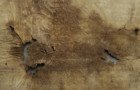 <a href='http://www.ra.ee/pargamendid/index.php/et/parchment/view?id=15136&_xr=eNoti0kOQFAQRO%252FSB%252Fi04FNWFg7SoQ2JeViJu%252FOxeq9eUgLG2cHPBOEnGzgGzbKW7aDj7m3qlJ5uQavW5VSpW8ygIs9NGlnDxr4JtPxkxwTUy9gc0ryPAKQ7Zdd1A%252FrvIg4%253D' target='_blank'>Ürik EAA.957.1</a>, 1553. a. </ br>
Kokkutõmbumine.
Õhukese pärgamendi mahuline kahanemine pärgamendi degradeerumise tulemusena.
Pärgamendi mahulise kahanemise ja kokkutõmbumise tulemusena on tekkinud materjali sisekaod.