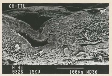 Ill. 3. Rasvade eemaldamine on aga raskendatud juhul, kui ei eemaldata täielikult derma pindmist kihti (ingl grain layer) koos seda kihti läbivate karvaaukudega, mis moodustavad pinna lähedases alas raskesti puhastatavaid süvendeid. Foto on tehtud Tallinna tehnikaülikooli materjaliuuringute teaduskeskuses.