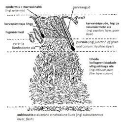 Ill. 1. Naha struktuur naha ristlõike pinnal. Imetajate naha ristlõikes on selgelt eristatavad kolm erinevate omadustega kihti: epidermis, derma ja subkuutis
