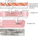Ill. 2.Pärgamendi kiuline struktuur on korraldatud kiukimpudena, fibrillidena (diameetriga 250–500 nm), mis on moodustunud mikrofibrillidest vesiniksidemete, kovalentsete sidemete ja soolade abil .
Mikrofibrillidest moodustub fibrill ning fibrillidest omakorda kollageenikiud ja -kiudude kimbud.