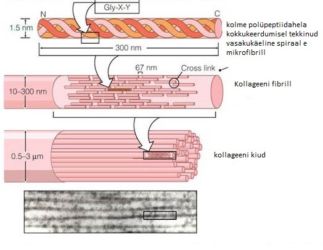 Ill. 2.Pärgamendi kiuline struktuur on korraldatud kiukimpudena, fibrillidena (diameetriga 250–500 nm), mis on moodustunud mikrofibrillidest vesiniksidemete, kovalentsete sidemete ja soolade abil .
Mikrofibrillidest moodustub fibrill ning fibrillidest omakorda kollageenikiud ja -kiudude kimbud.