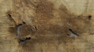 <a href='http://www.ra.ee/pargamendid/index.php/et/parchment/view?id=15136&_xr=eNoti0kOQFAQRO%252FSB%252Fi04FNWFg7SoQ2JeViJu%252FOxeq9eUgLG2cHPBOEnGzgGzbKW7aDj7m3qlJ5uQavW5VSpW8ygIs9NGlnDxr4JtPxkxwTUy9gc0ryPAKQ7Zdd1A%252FrvIg4%253D' target='_blank' rel="noopener noreferrer">Ürik EAA.957.1</a>, 1553. a. </ br>
Kokkutõmbumine.
Õhukese pärgamendi mahuline kahanemine pärgamendi degradeerumise tulemusena.
Pärgamendi mahulise kahanemise ja kokkutõmbumise tulemusena on tekkinud materjali sisekaod.