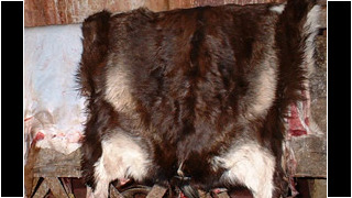 Ill. 1. Pärgamendi kvaliteet sõltub oluliselt toornahkade valikust.</ br>
Ill. 1. The quality of parchment depends significantly on the choice of hides.