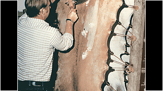 Ill. 4. Naha mehaaniline õhendamine poolkuukujulise kraabitsaga naha venitamisel ja kuivatamisel tänapäeval.</ br>
Ill. 4. Mechanical thinning of the skin with a crescent-shaped scraper when stretching and drying the skin today.