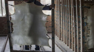 Ill. 5. Naha õhendamine, kuivatamine, venitamine tänapäeval.</ br>
Ill. 5. Thinning, drying, stretching of the skin today.