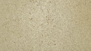 <a href='http://www.ra.ee/pargamendid/index.php/et/parchment/view?id=14431&_xr=eNpLtDK0qs60MrBOtDKBMIqtDM2slAoSi5IzclPzSvSLU0FMJaC4uZVSUWpacn5KKohnaGqlFOLjqGdkbKBnqJupZ2FoCBa2UiqE0mC%252BhZVSTmJeemliOliXkZVSaomSdW0tAIKMIxU%253D'>Ürik TLA.230.1-i.811</a>, 1484. a. </ br>
Lõhestatud nahk.
Kahepoolselt lõhestatud, õhuke pärgament, millel puuduvad pärgamendi mehaanilise töötlemise jäljed.
Läbivas valguses on hästi nähtavad pärgamenti läbivad karvanääpsuaugud.</ br>
Split on both sides, thin parchment with no traces of parchment machining.
In transmitted light, hair follicle holes passing through the parchment are clearly visible.