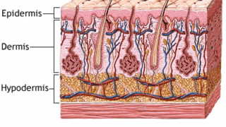 Ill. 2. Naha struktuur naha ristlõike pinnal. Imetajate naha ristlõikes on selgelt eristatavad kolm erinevate omadustega kihti: epidermis, derma ja subkuutis</ br>
Skin structure on the cross-sectional surface of the skin. In the cross-section of mammalian skin, three layers with different characteristics can be clearly distinguished: the epidermis, the dermis and the subcutis.