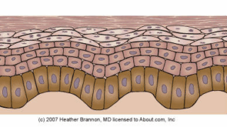Ill. 4. Epidermis koosneb omakorda viiest elusale organismile olulisest funktsionaalsest kihist.