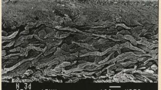 Ill. 6. Töödeldud kitsenaha ristlõikel on selgelt eristatavad erinevad naha kihid. Foto on tehtud Tallinna tehnikaülikooli materjaliuuringute teaduseskuses. </ br>
The cross-section of the treated goatskin shows the different layers of the skin clearly. The photo was taken at Tallinn University of Technology's Research Center for Materials Research.