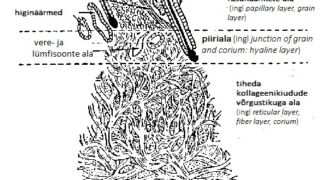 Ill. 1. Naha struktuur naha ristlõike pinnal. Imetajate naha ristlõikes on selgelt eristatavad kolm erinevate omadustega kihti: epidermis, derma ja subkuutis.</ br>
Skin structure on the cross-sectional surface of the skin. In the cross-section of mammalian skin, three layers with different characteristics can be clearly distinguished: the epidermis, the dermis and the subcutis.
