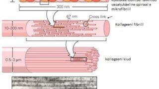 Ill. 2.Pärgamendi kiuline struktuur on korraldatud kiukimpudena, fibrillidena (diameetriga 250–500 nm), mis on moodustunud mikrofibrillidest vesiniksidemete, kovalentsete sidemete ja soolade abil .
Mikrofibrillidest moodustub fibrill ning fibrillidest omakorda kollageenikiud ja -kiudude kimbud. </ br>
The fibrous structure of parchment is organized as fiber bundles, fibrils (250–500 nm in diameter) formed from microfibrils by hydrogen bonds, covalent bonds and salts.
Microfibrils form a fibril, and fibrils, in turn, form collagen fibers and bundles of collagen fibers.