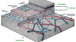 Ill. 3. Naha kihtides on erinev ka vere- ja lümfisoonte paiknevuse võrgustik ja veresoonte suurus.</ br>
The network of location of blood and lymphatic vessels and the size of blood vessels are also different in the layers of the skin.
